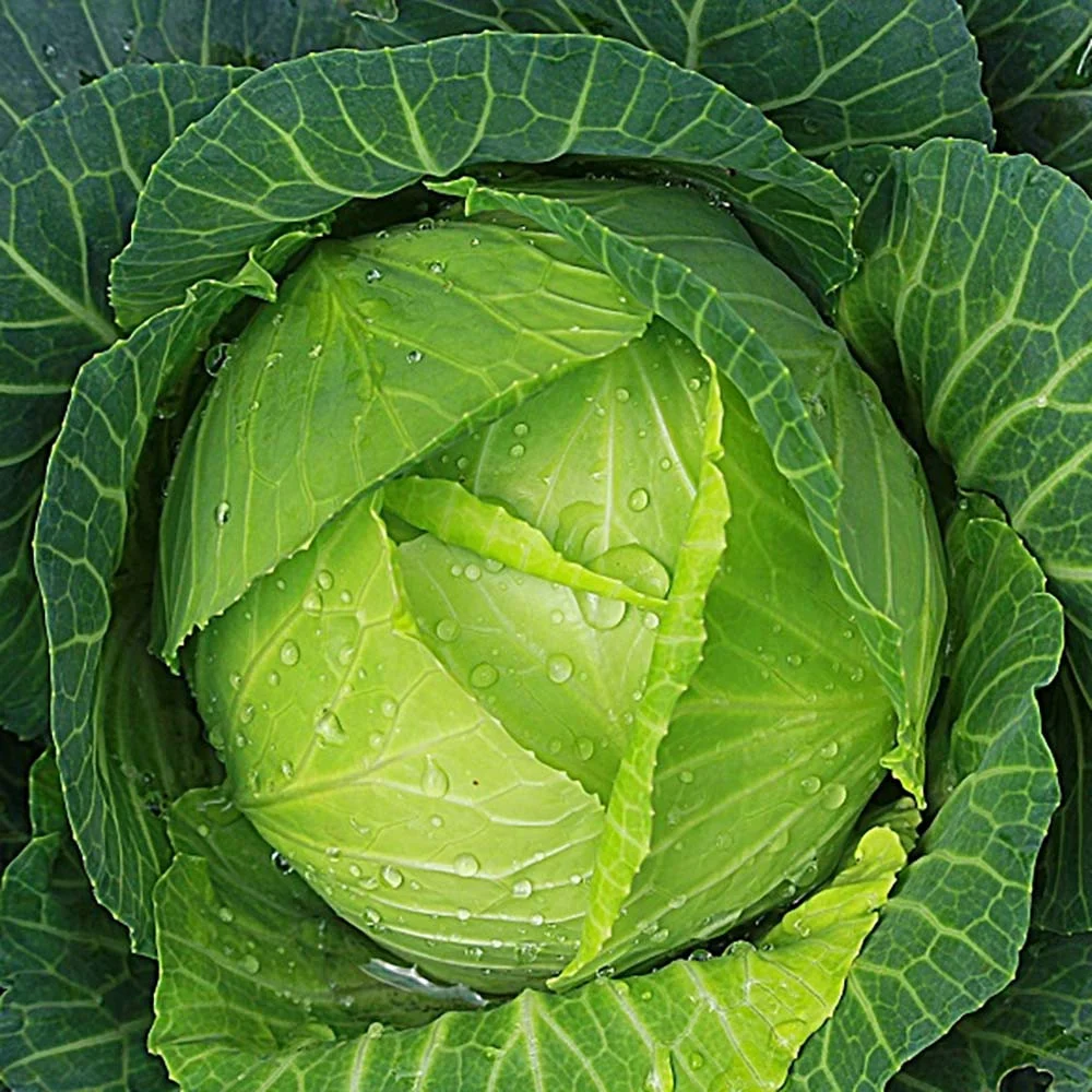 varza, sursa imagine: planteieftine.ro