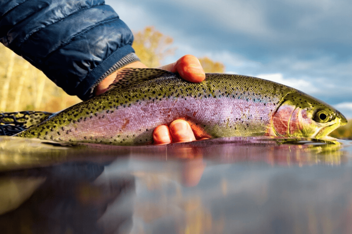 Acvacultura și pescuitul, un sector de 580 mil. lei în care profiturile au intrat la apă. Liderul pieței este în concordat pr