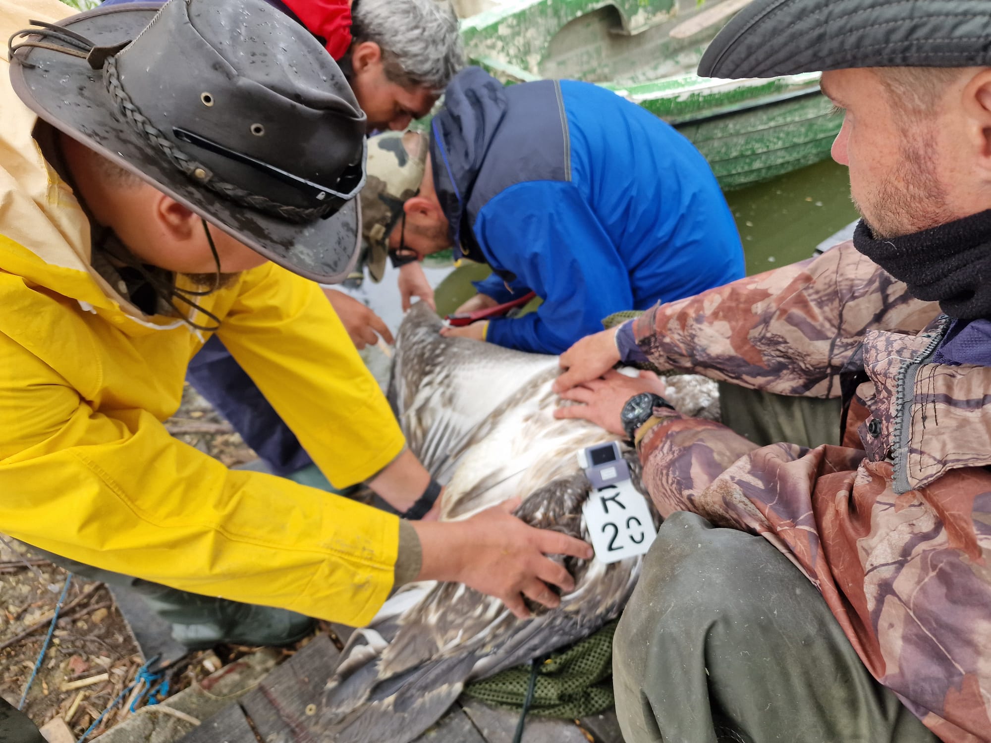 Cherhanaua, o afacere rară. Nici pescari profesioniști nu prea mai sunt