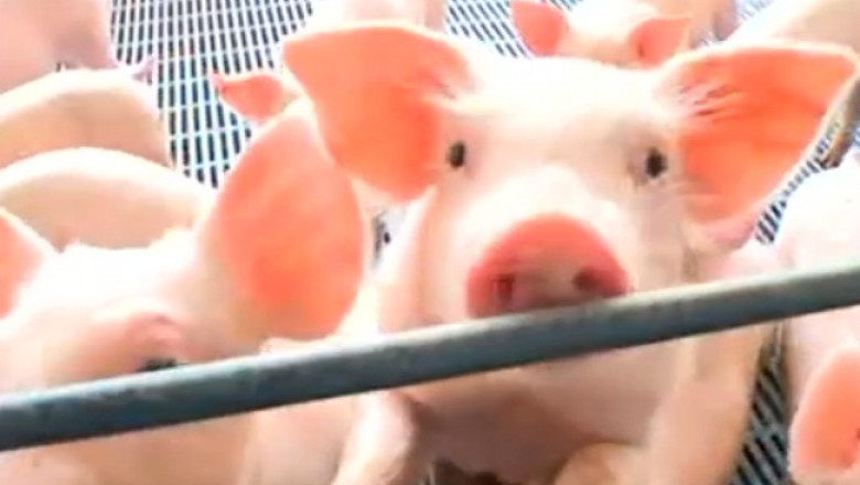 Ajutoare de de stat pentru porcul românesc. Programul care oferă 2.300 lei/an pentru fiecare scroafă din rasele Bazna și Mangalița