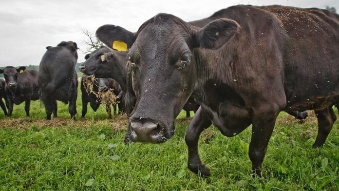 Avertismentul fermierilor: România va fi țara cea mai afectată de acordul UE cu statele din America de Sud. Impact devastator la carnea de pasăre și de vită