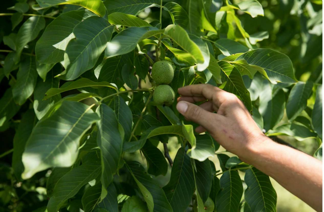 Economica.net | Cod roșu la producția de fructe din România din acest an