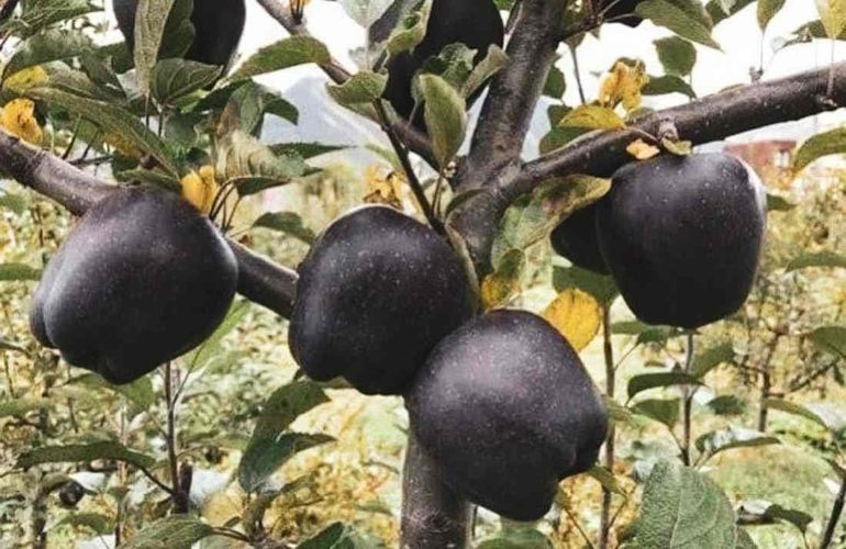 Profit.ro | Povestea merelor care costă 35 de lei fiecare și au nevoie de cel puțin 5 ani pentru a fi bune de consumat