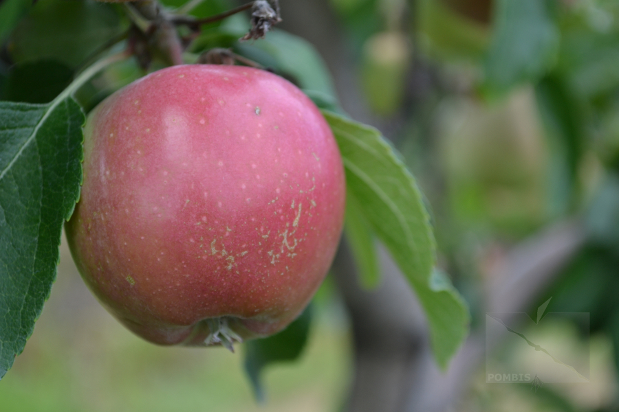 2025 este un an dificil pentru afacerile cu fructe românești. Producătorii au fost nevoiți să vândă din terenuri pentru a-și plăti furnizorii și creditele