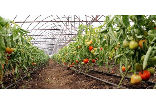 Reacția antreprenorilor la anunțul premierului Ilie Bolojan privind creșterea TVA-ului de la 9% la 11% pentru alimente