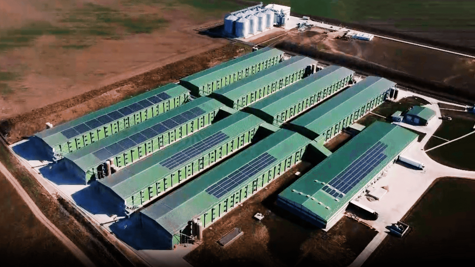 Un producător de ouă este firma cu cel mai mare profit net din Bihor, într-un județ în care cele mai mari companii sunt multinaționale active în producție, cu afaceri de miliarde
